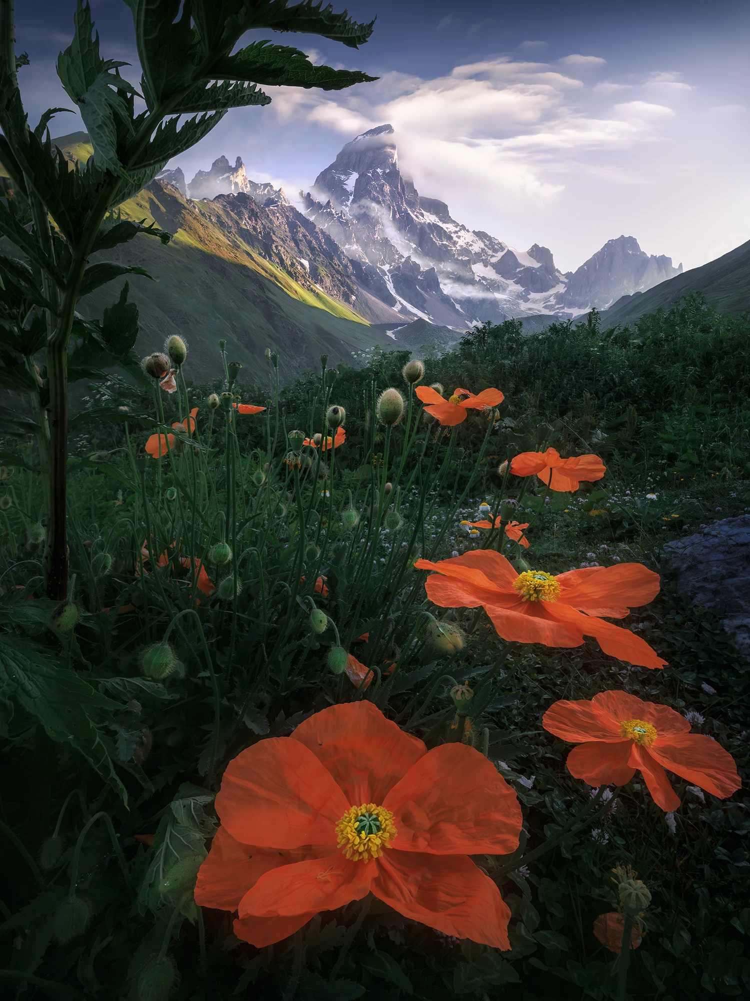 Ushba through the flowers